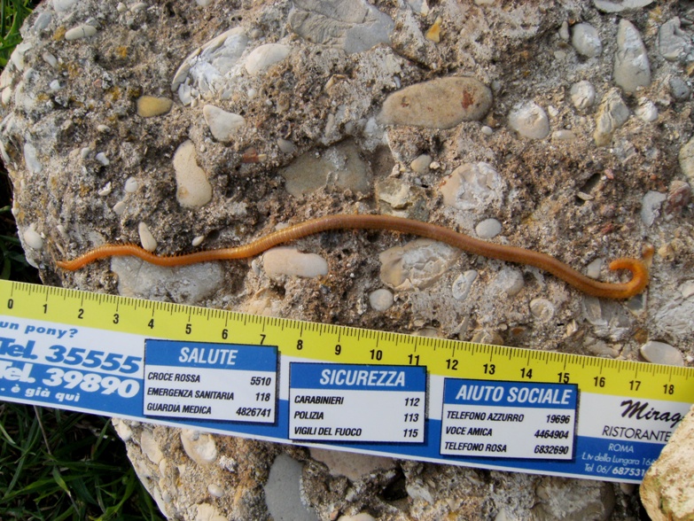 Himantarium gigante